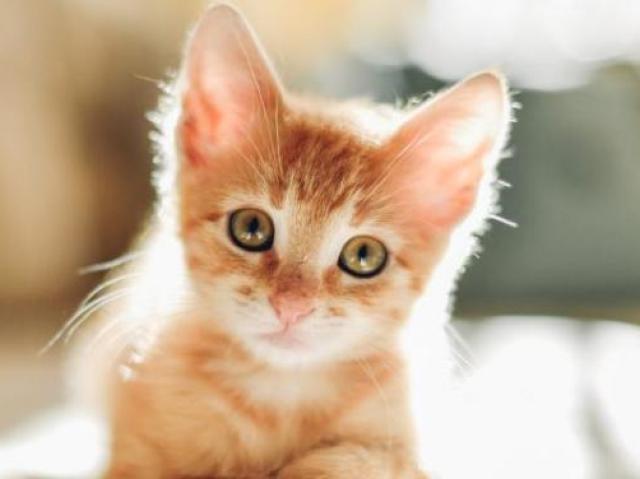 Gato