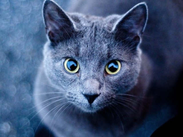 Qual felino mais combina com a sua personalidade?