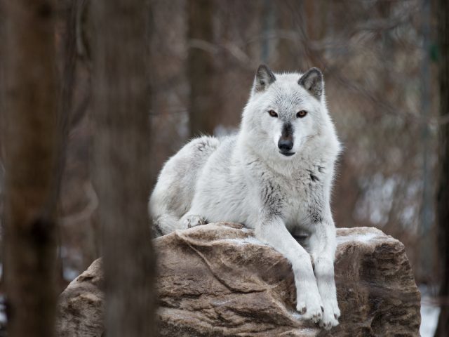 Lobo Beta