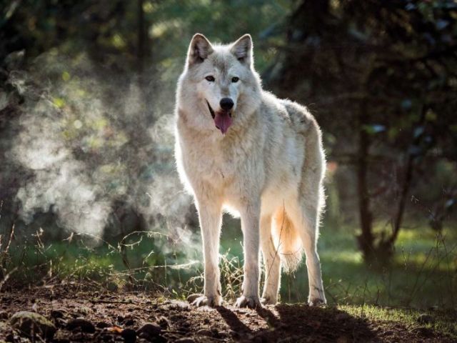 Lobo ômega
