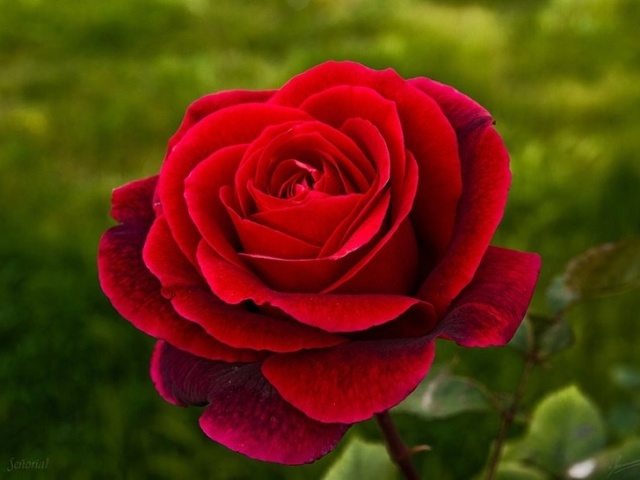 vermelho