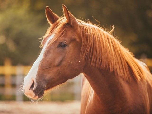 Um cavalo