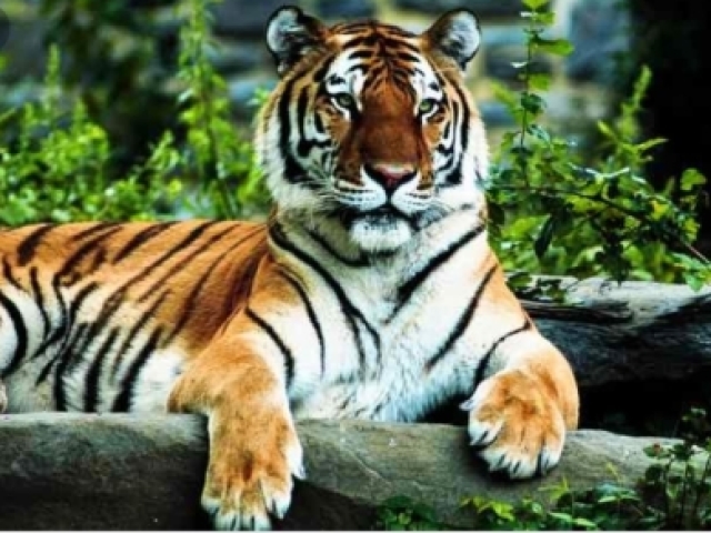 Tigre