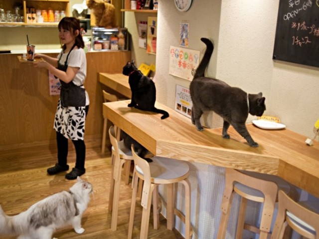 Café com gatos (Neko Café)