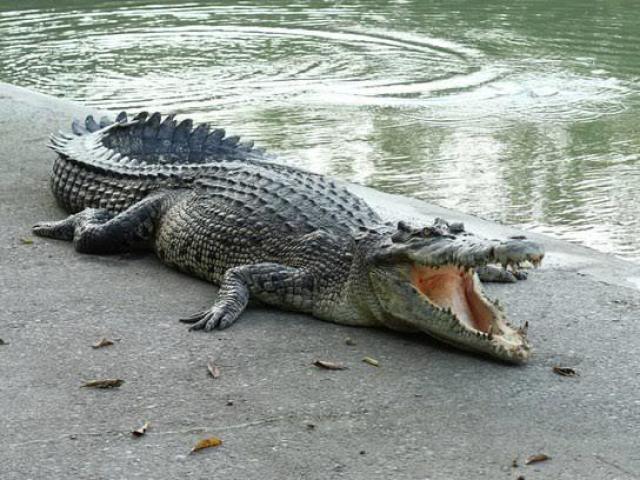 Crocodilo