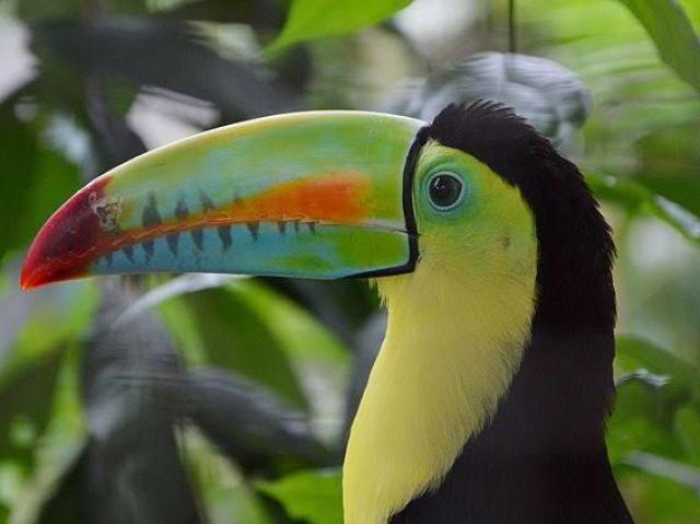 Tucano