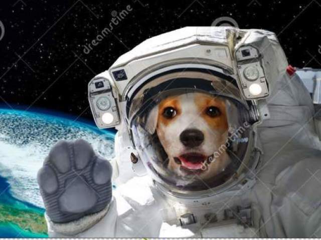 cachoro astronauta