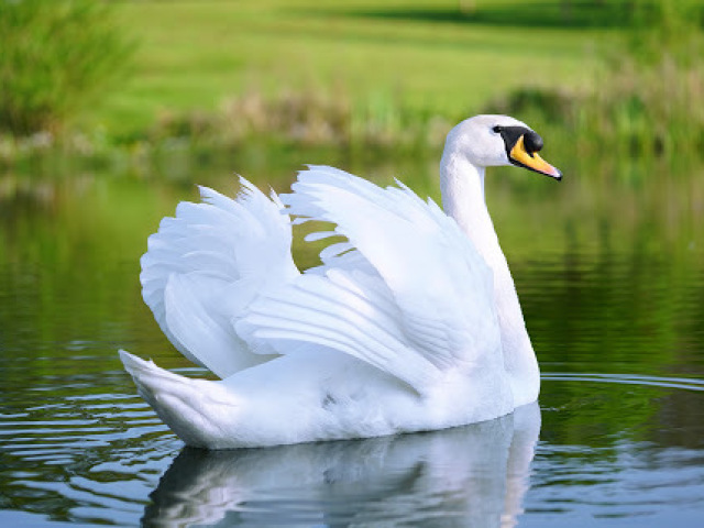 Cisne