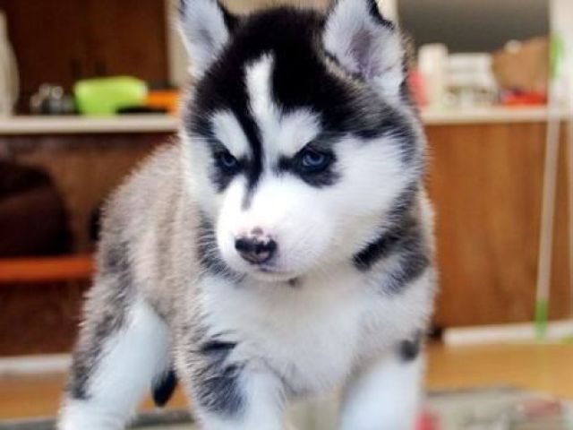 Husky