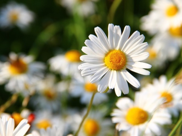 Margarida
