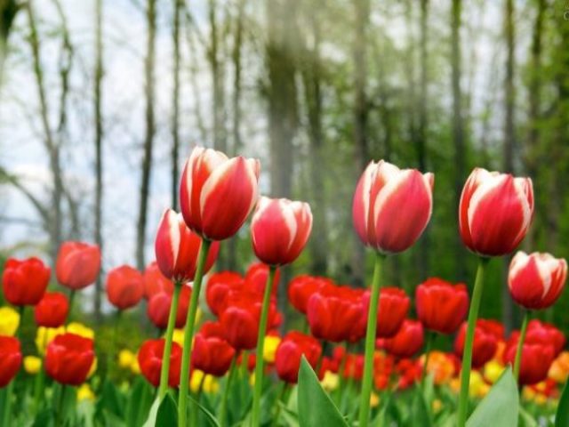 Tulipa