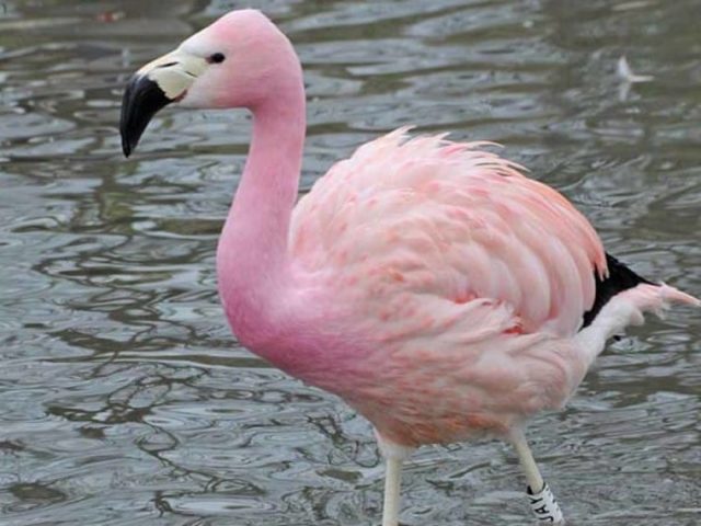 Flamingo