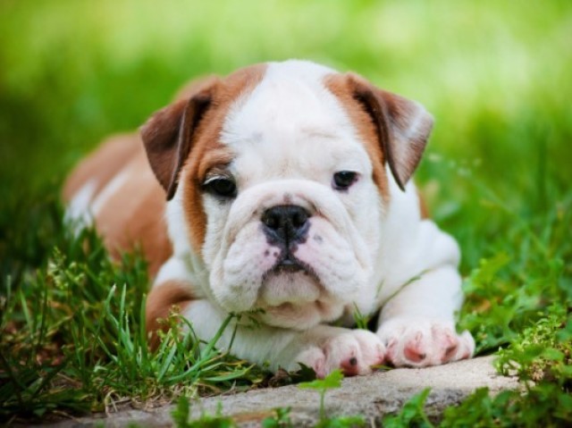 Bulldog