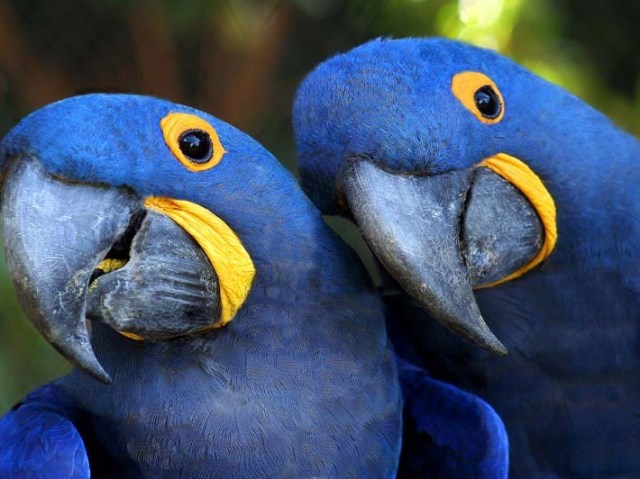 Arara Azul