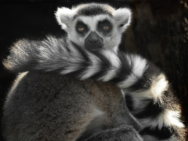 Lemur Anel