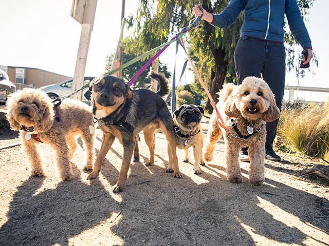 Dog Walker