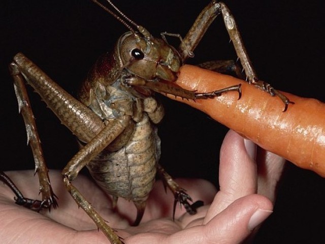 Grilo Weta