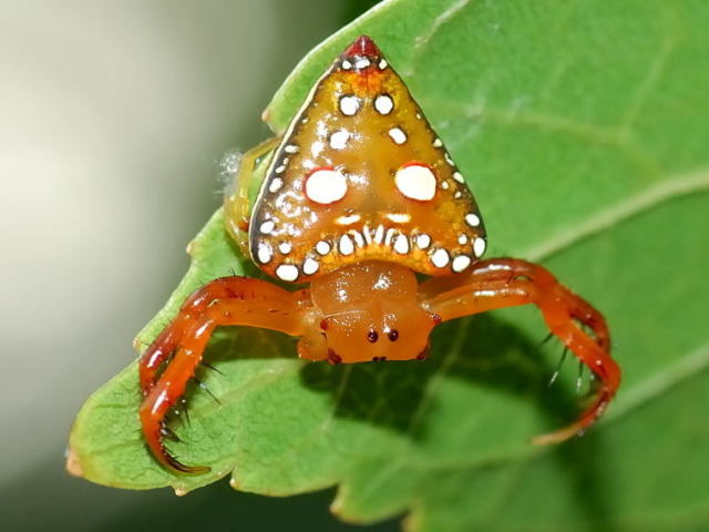 Triangular Spider por terem a forma de piramides