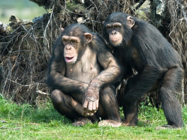 Chimpanzé.