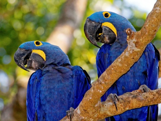 arara azul grande