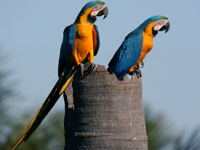 arara canindé