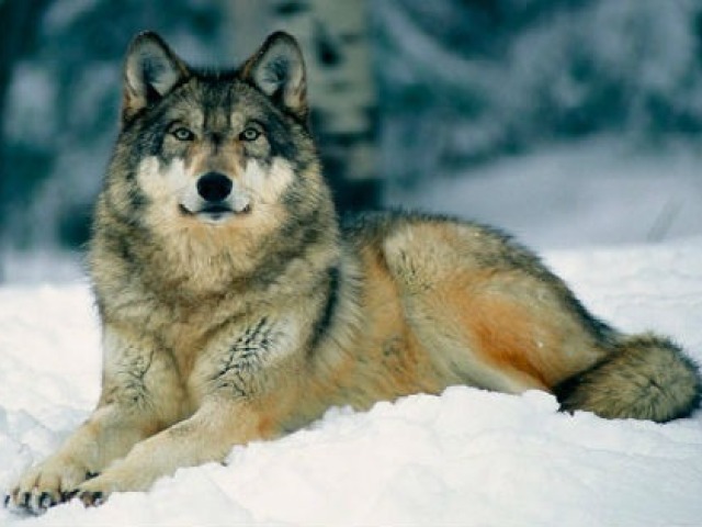 Lobo