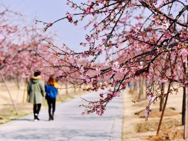 Floresta das Sakuras