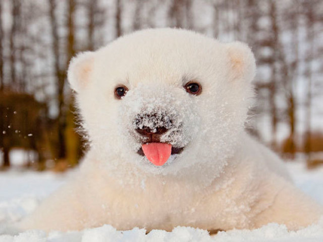 Urso Polar