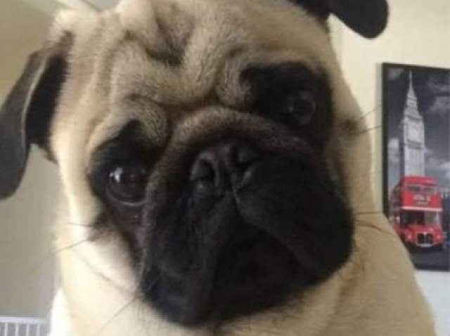 Pug