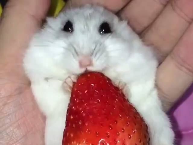 Hamster