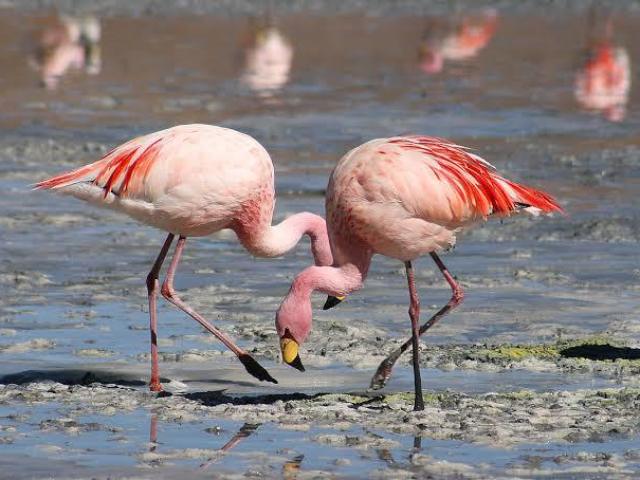 Um flamingos delicado