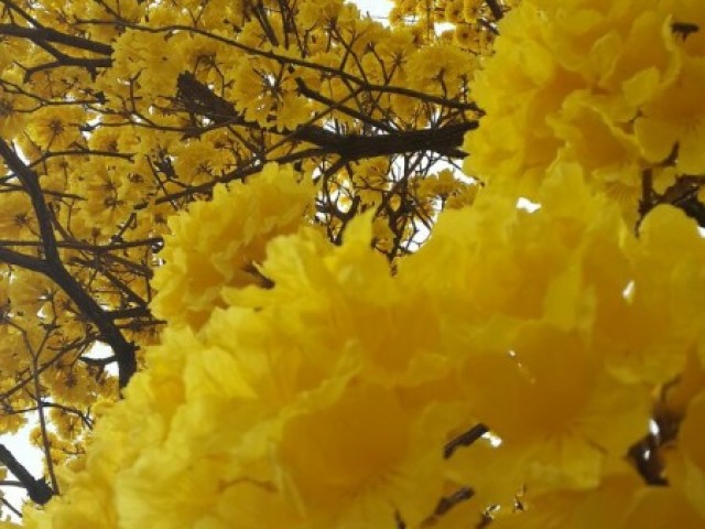 Amarelo