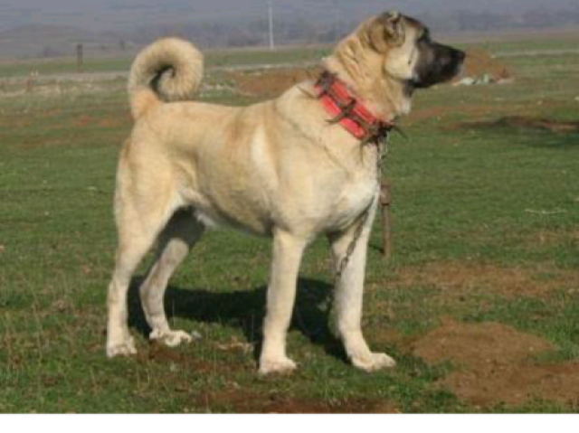 Kangal