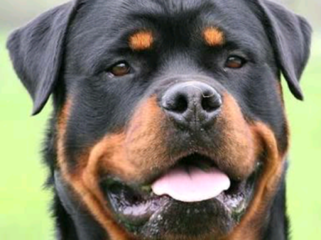 Rottweiler