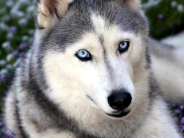 Husky siberiano