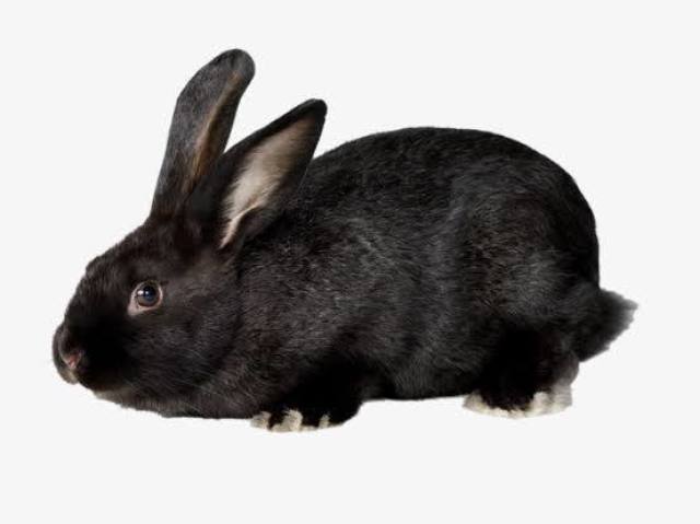 Chiquinho