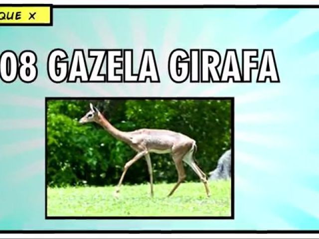 Gazela Girafa