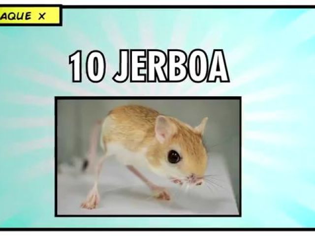 Jerboa