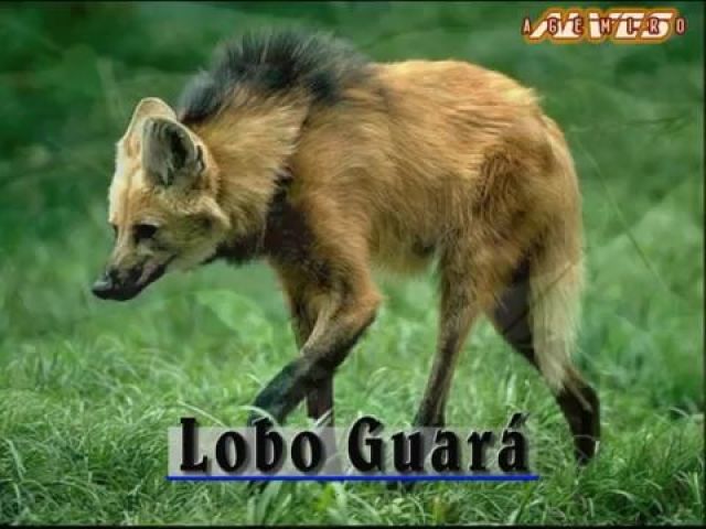 Lobo-guará