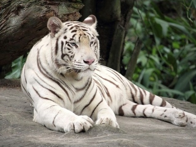 Tigre