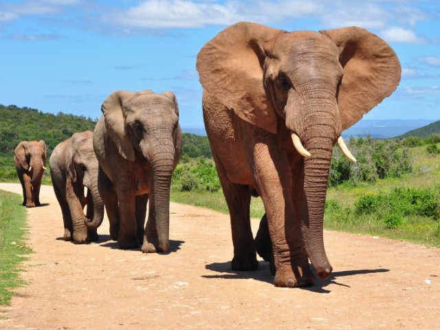 Elefante