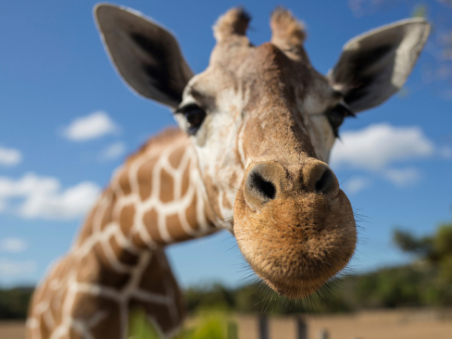 Girafa