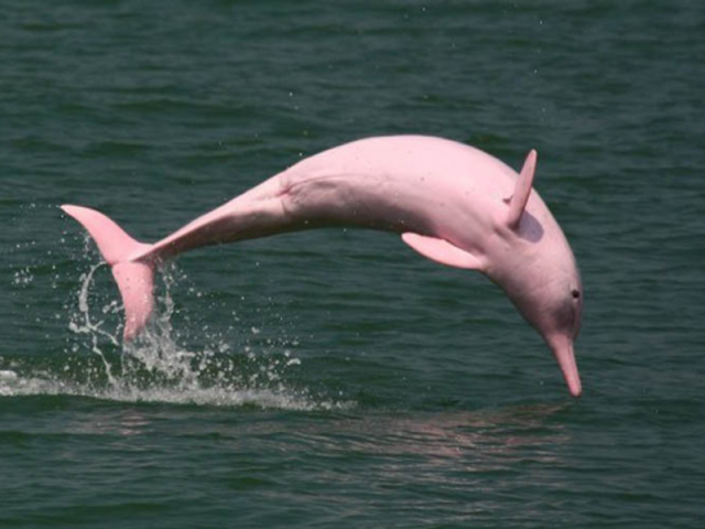 Boto cor-de-rosa