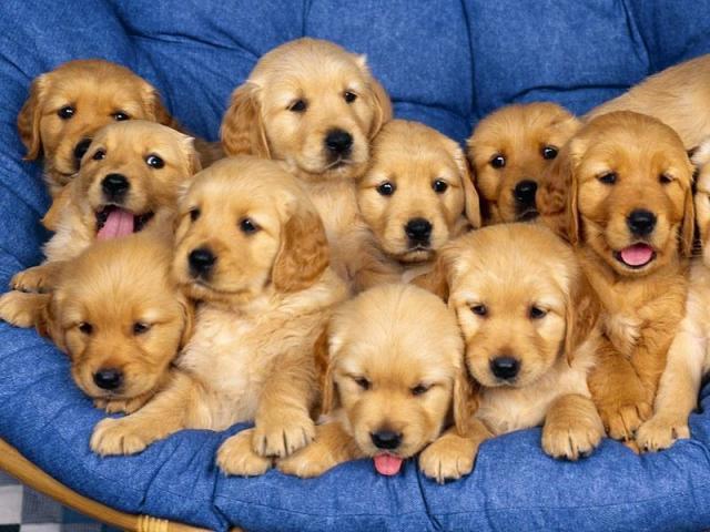 Cachorro