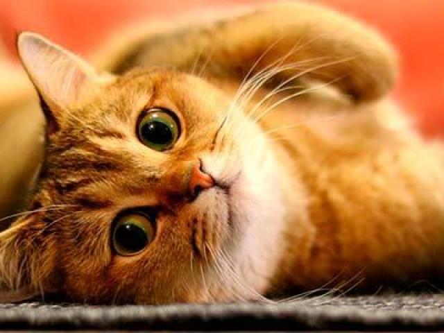 Gato