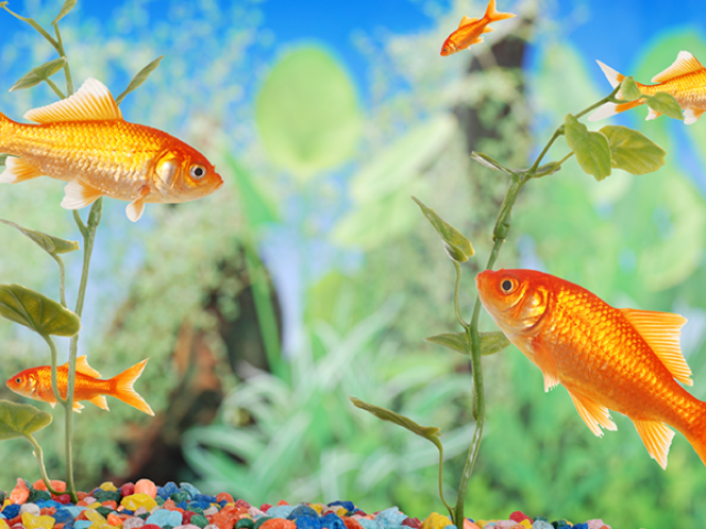 Peixes