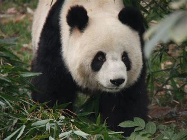 panda