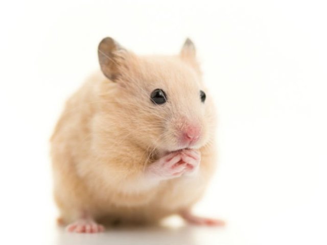 Hamster