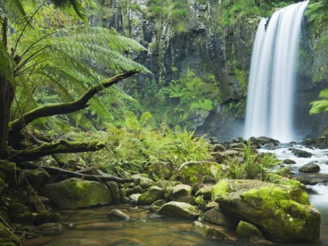 Um lugar cheio de aventuras e natureza, como uma floresta