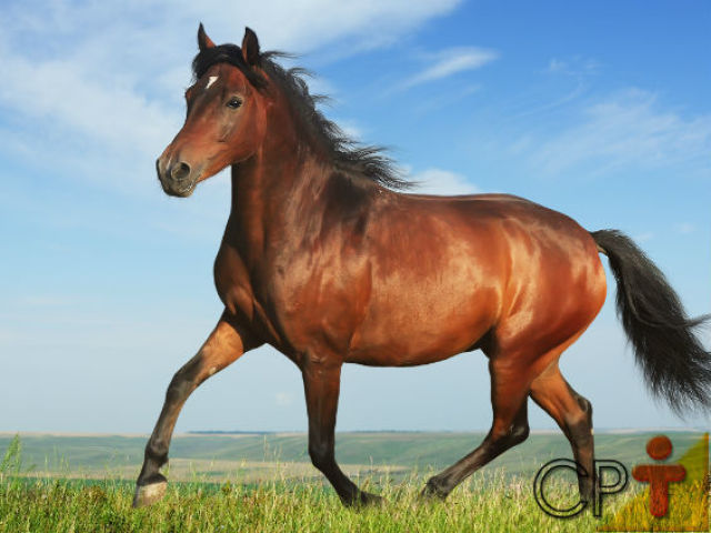 Cavalo